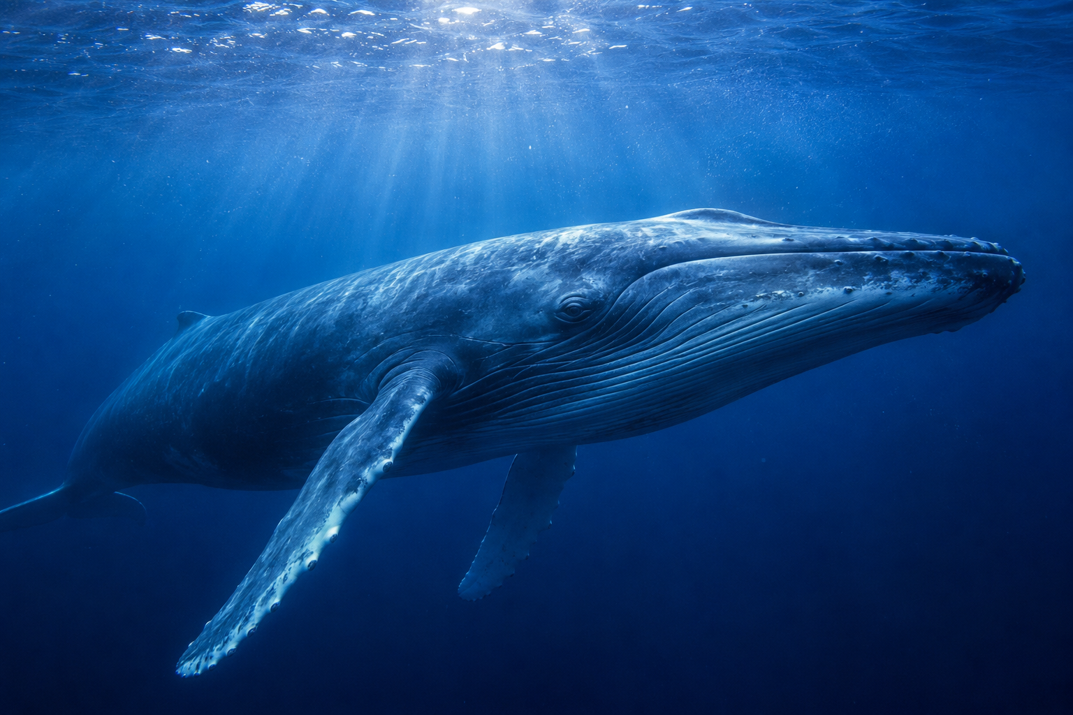 blue whale