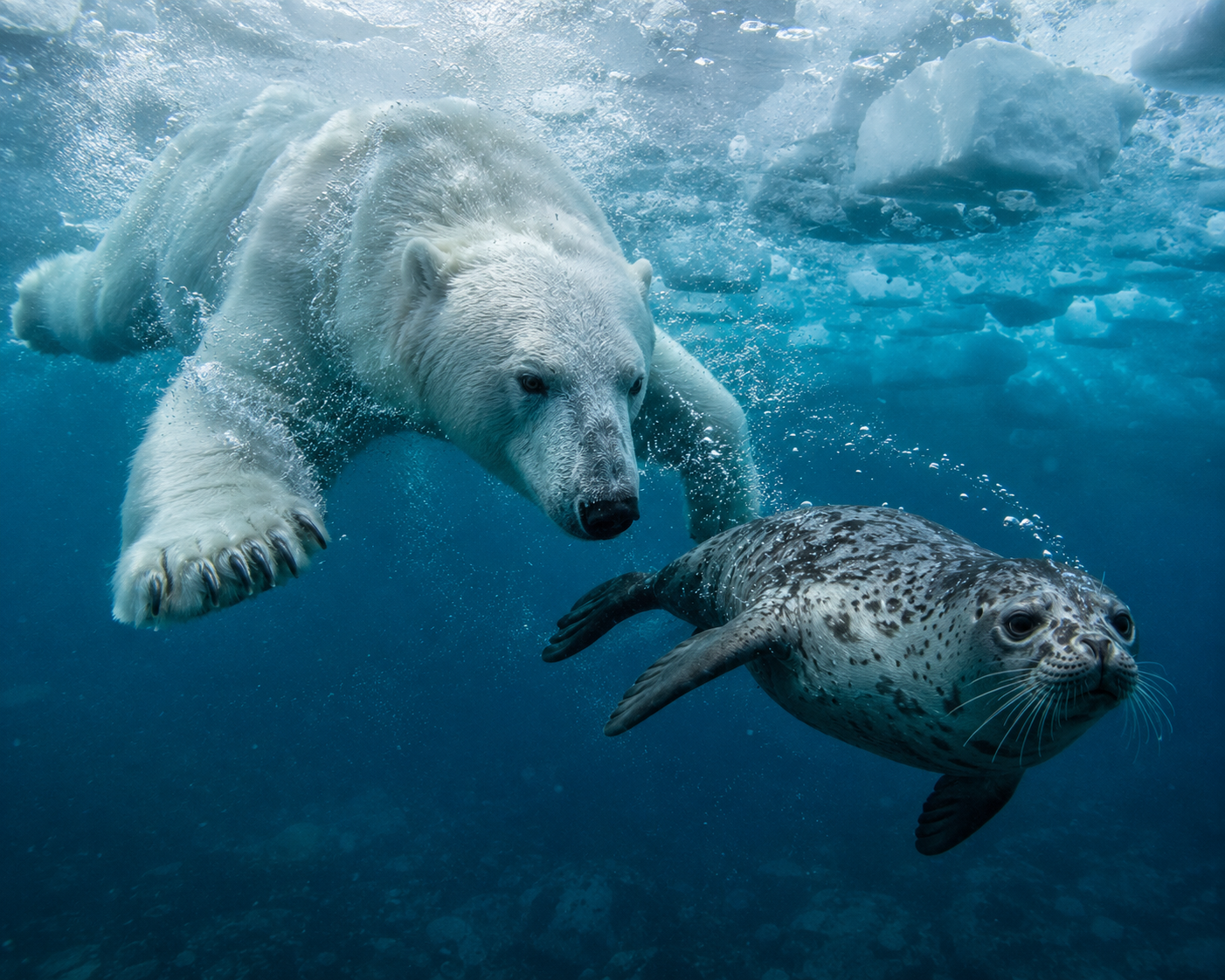 Polar bear swimming underwater while pursuing a seal beneath Arctic sea ice.