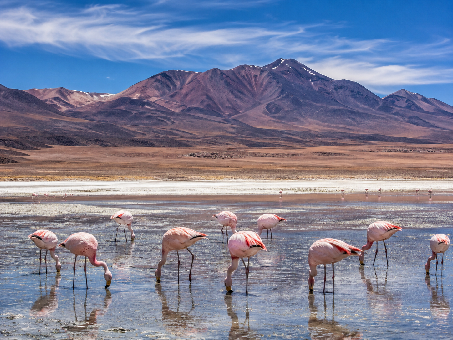 Andean flamingos feeding in a high-altitude lagoon near Salar de Uyuni in Bolivia.