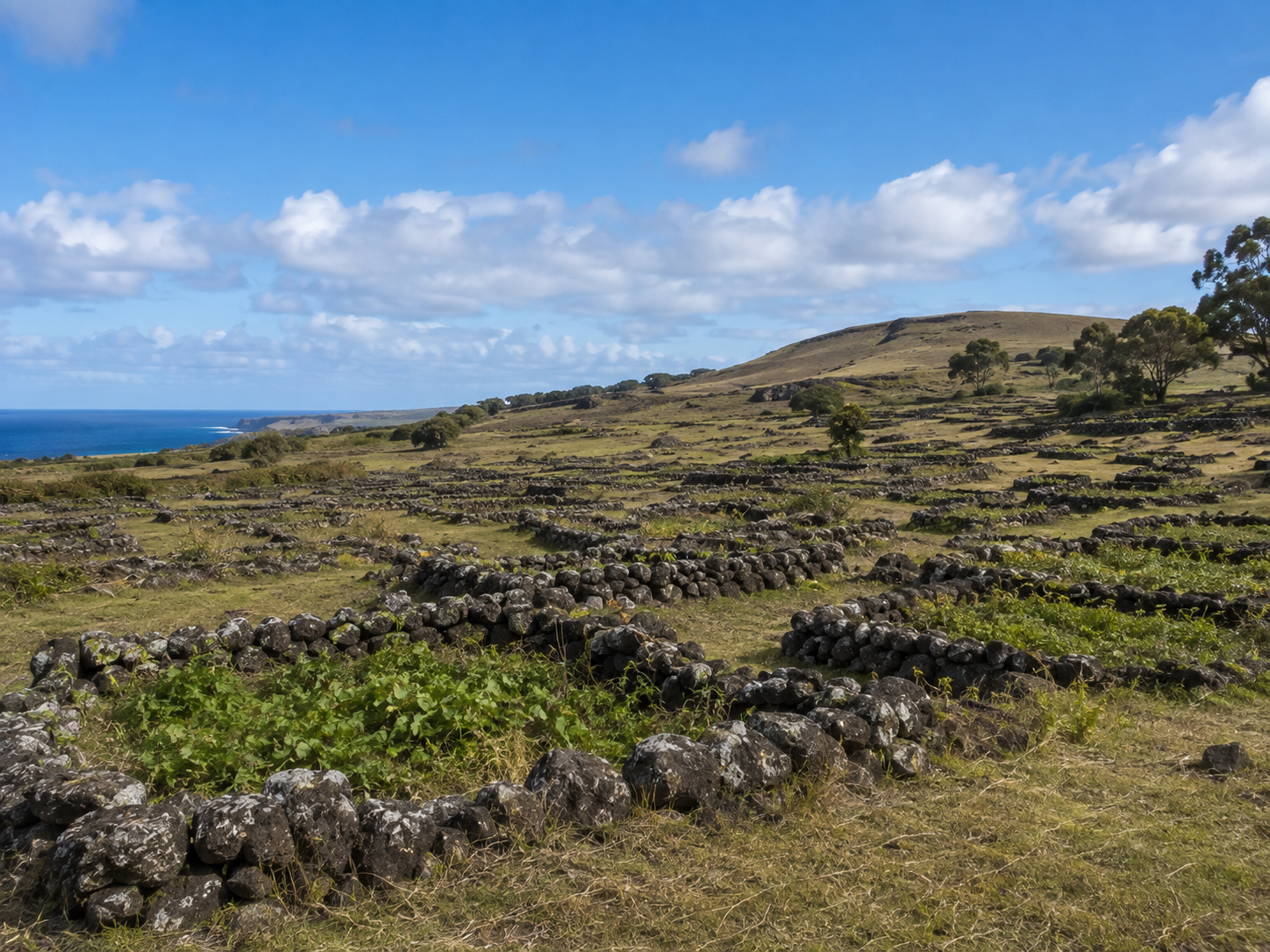 Archaeological rock gardens showing how Rapa Nui farmers adapted agriculture to the island's environment.