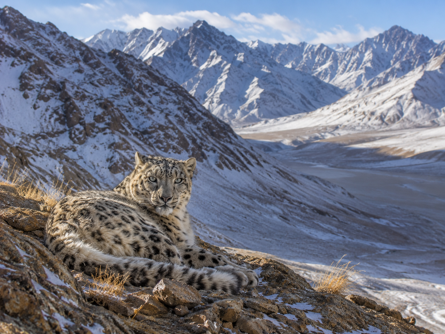 Snow leopard resting on a rocky mountainside in Ladakh with snow-dusted Himalayan peaks behind it.