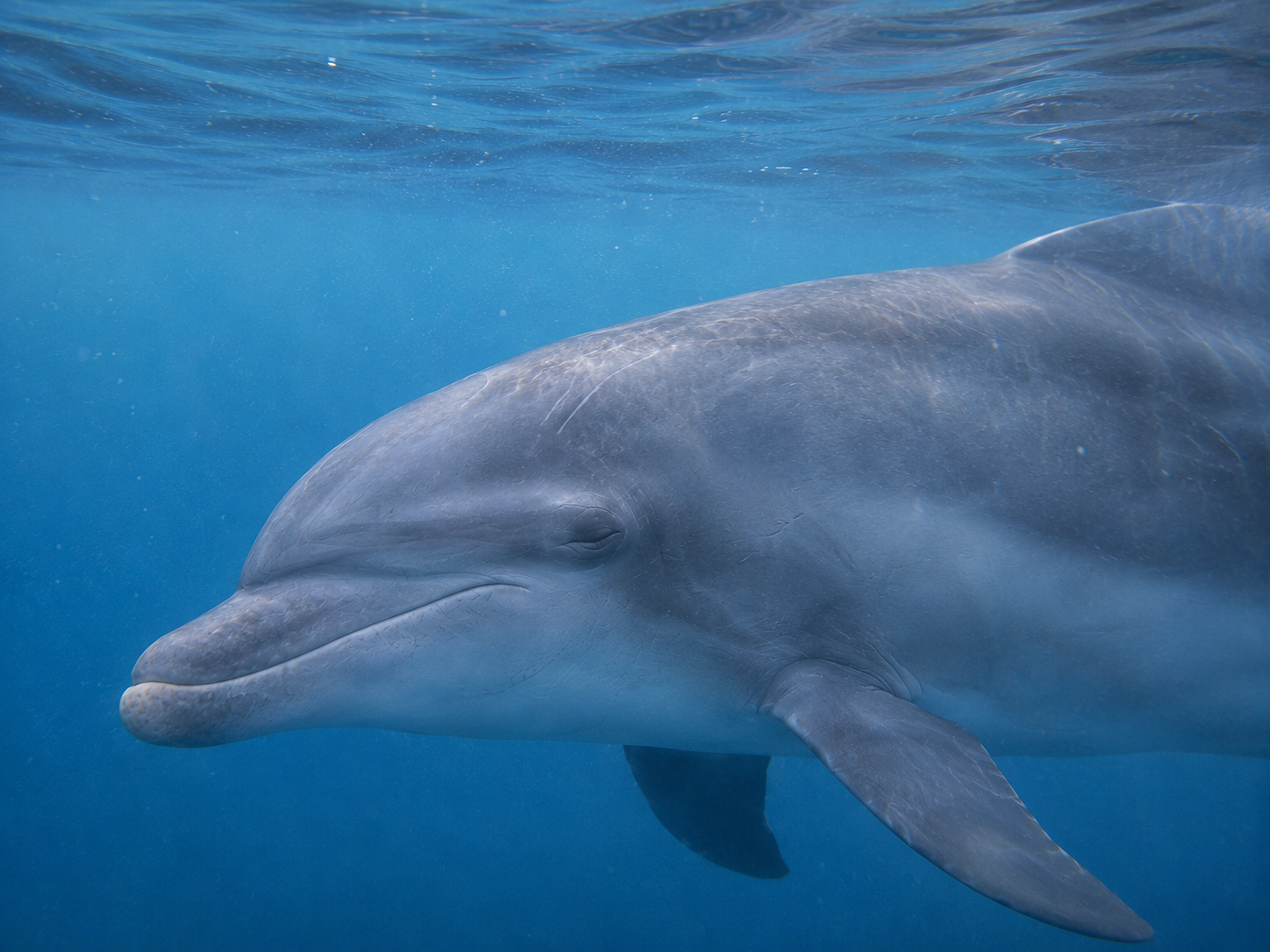 A bottlenose dolphin resting peacefully beneath the ocean surface.
