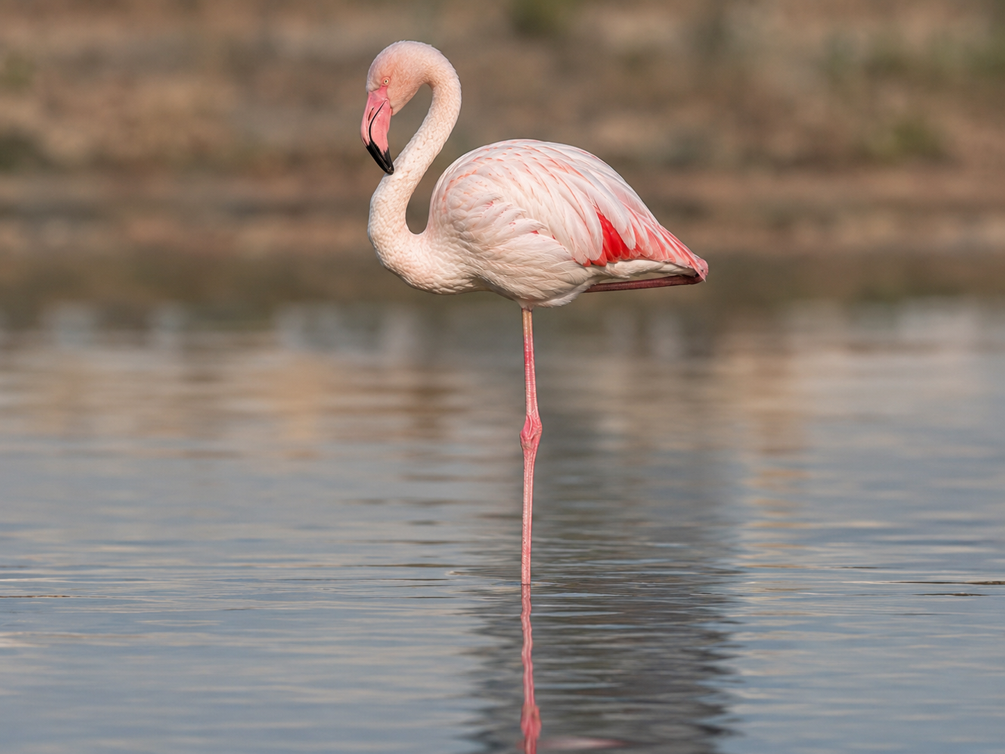 A flamingo maintaining a stable one-legged posture with its body aligned over the supporting foot.
