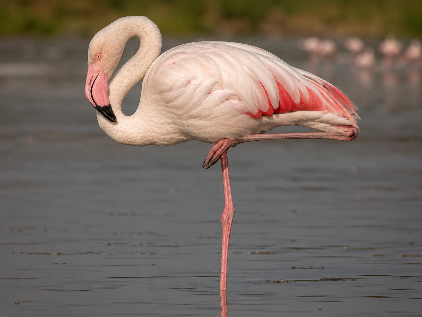 Close view of a flamingo's folded leg and foot while standing on one leg.