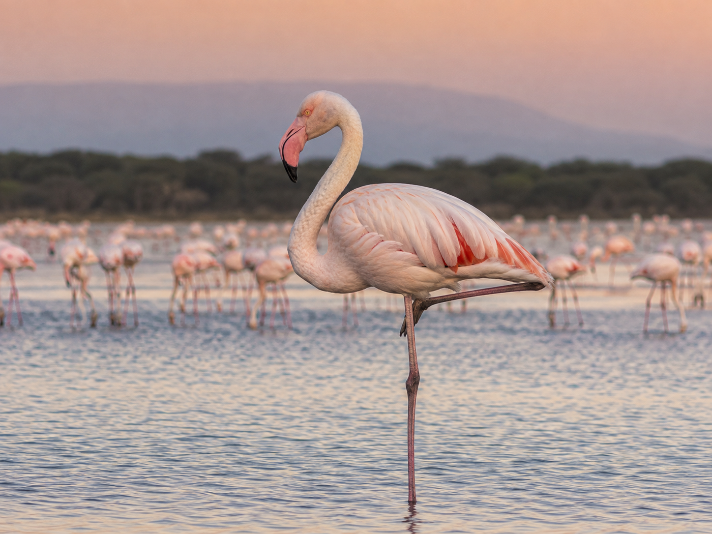 A greater flamingo standing on one leg in shallow wetland water.