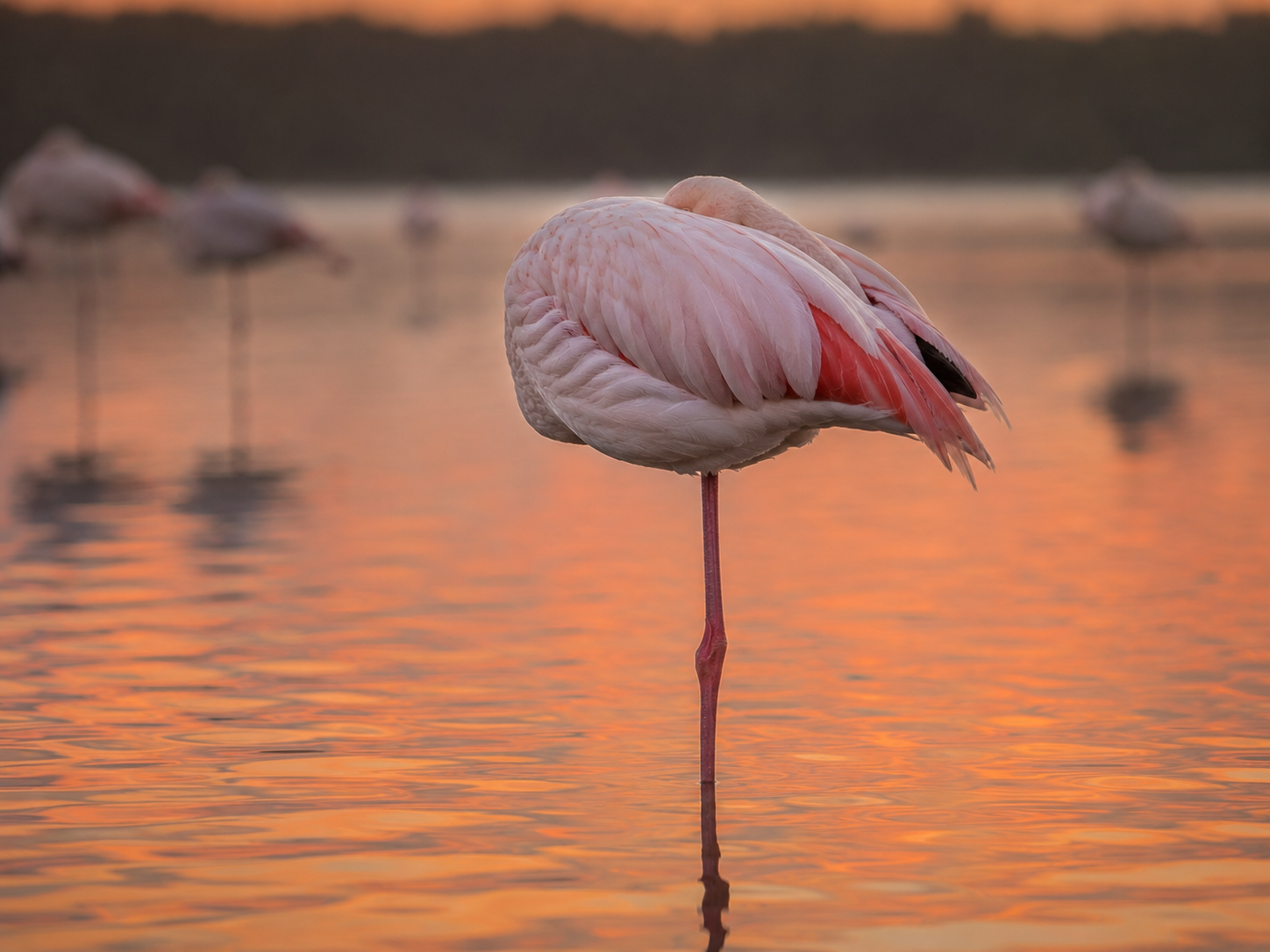 A greater flamingo resting on one leg with its head tucked beneath its wing.