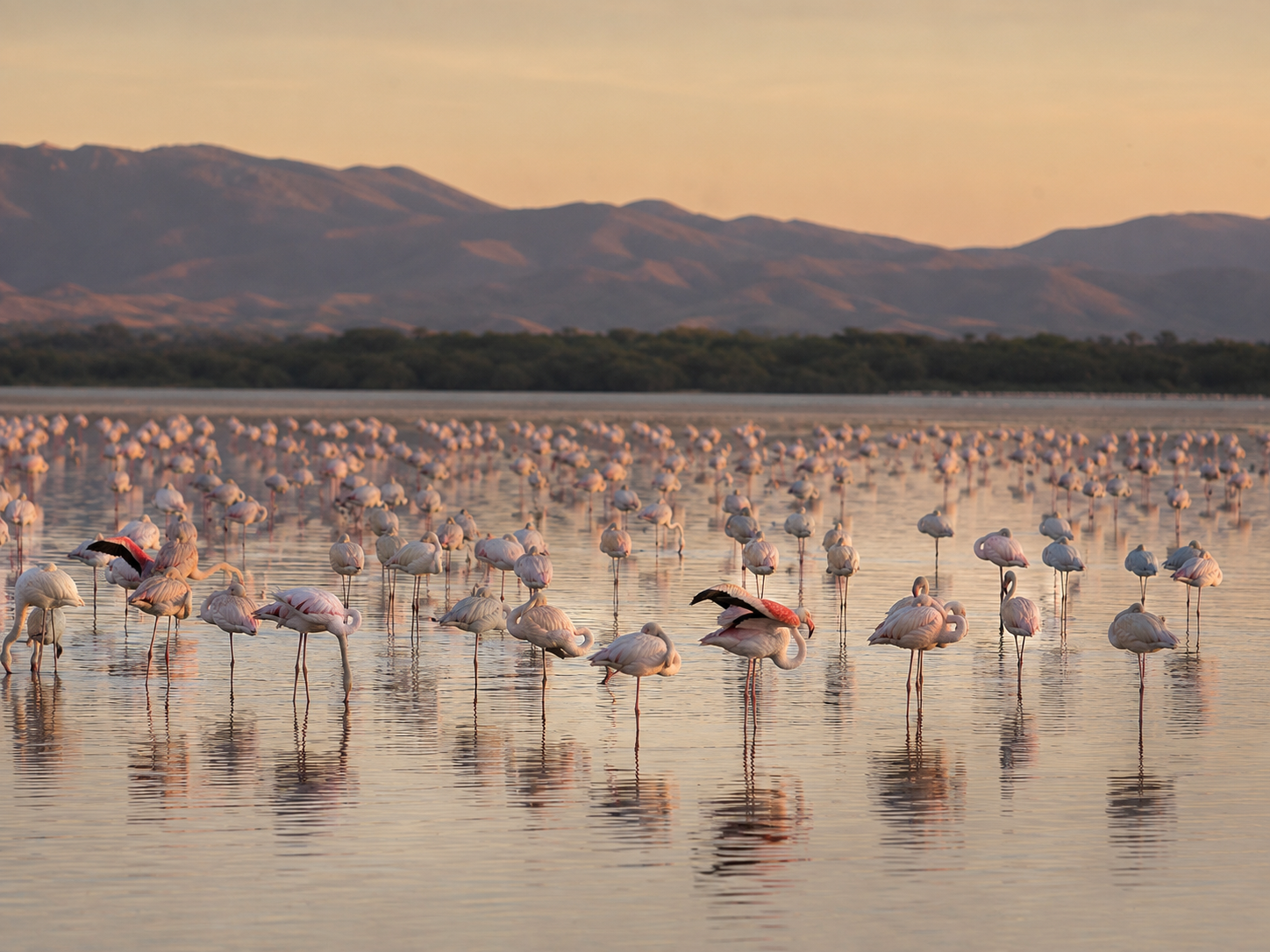 A flock of greater flamingos using different resting postures across a wetland.