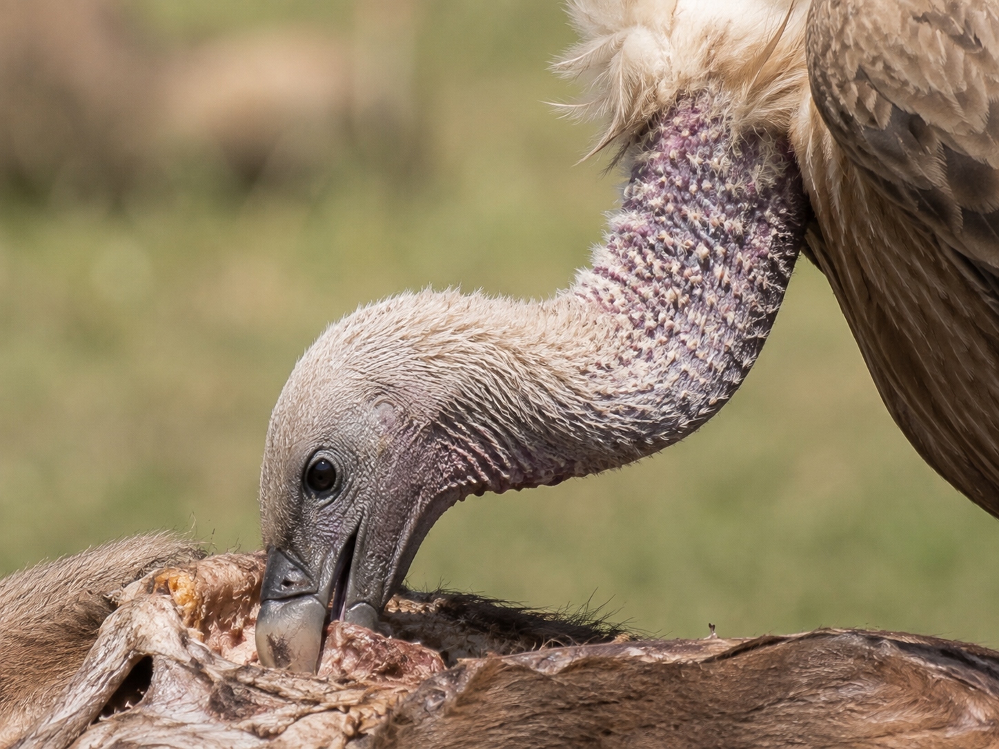 Close view of a griffon vulture using its hooked beak to tear food while feeding.