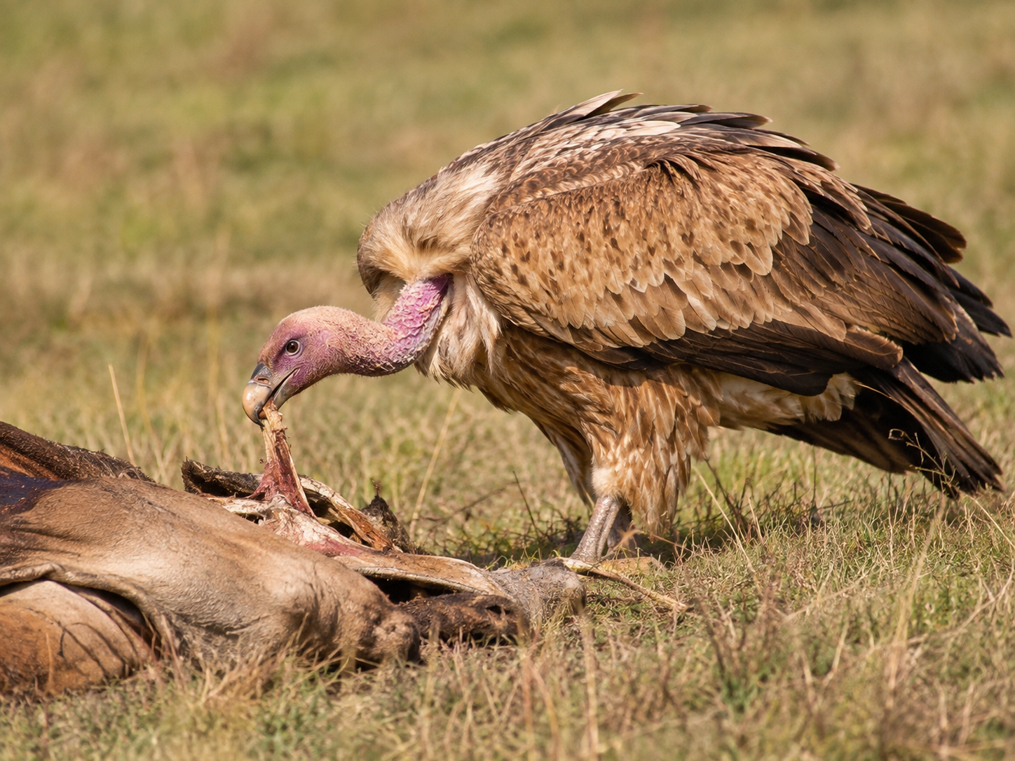 A griffon vulture feeding at a carcass in open grassland, showing its bare head and neck.