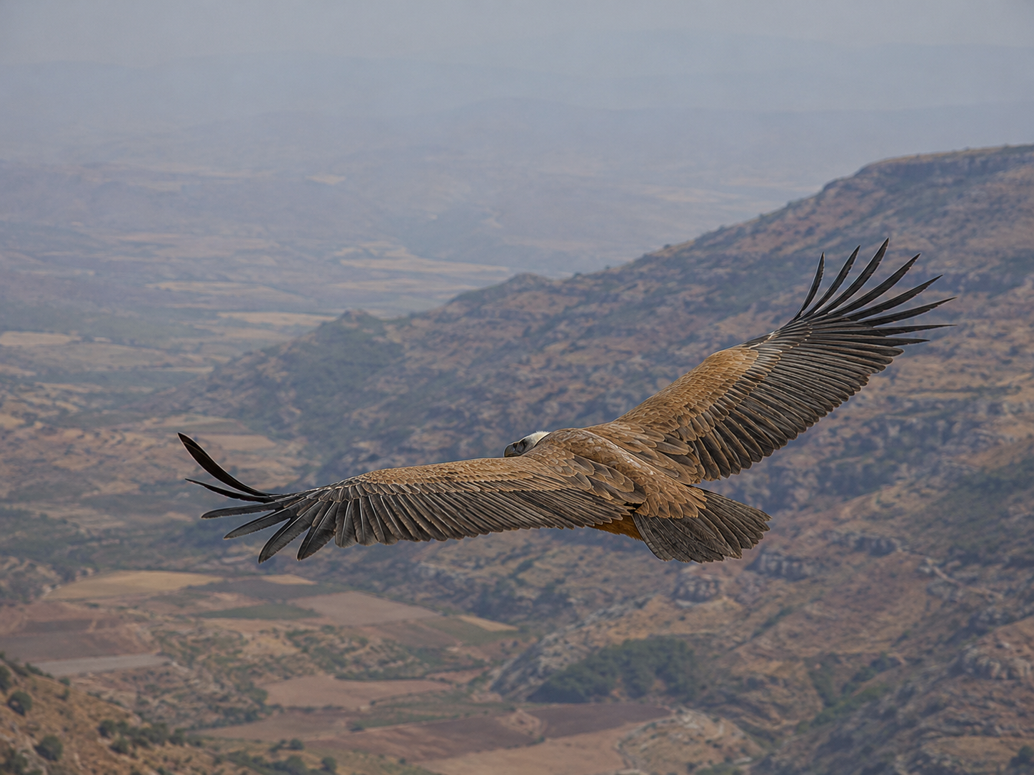 A griffon vulture soaring on broad wings above a dry valley while searching for food.
