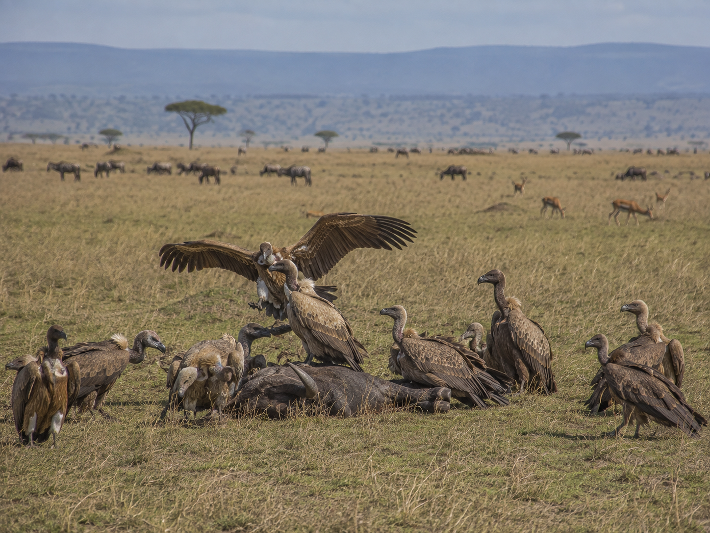 A group of vultures feeding together while other animals remain in the surrounding grassland.