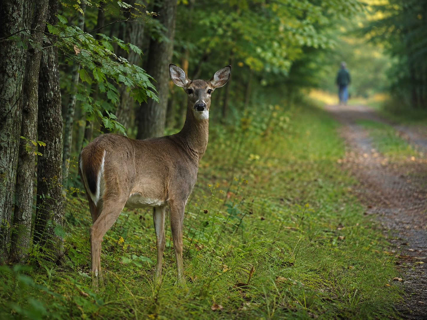A white-tailed deer stands alert in a forest clearing and looks directly toward a person on a trail.