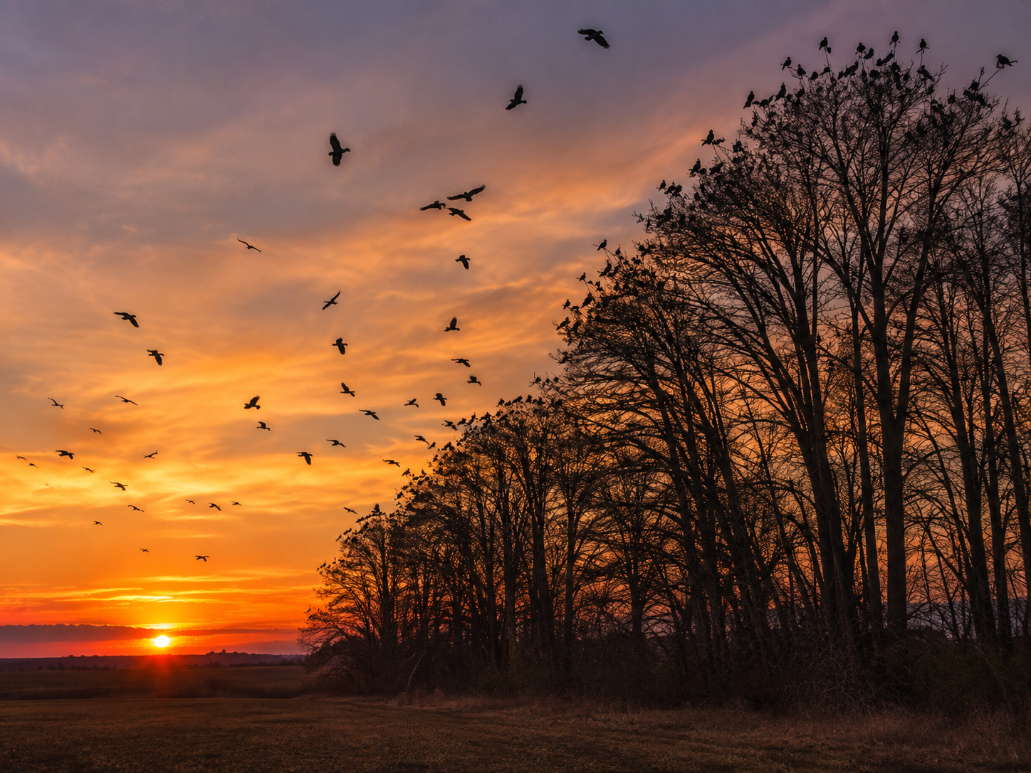 American crows arrive at tall trees during the final minutes of daylight before settling for the night.