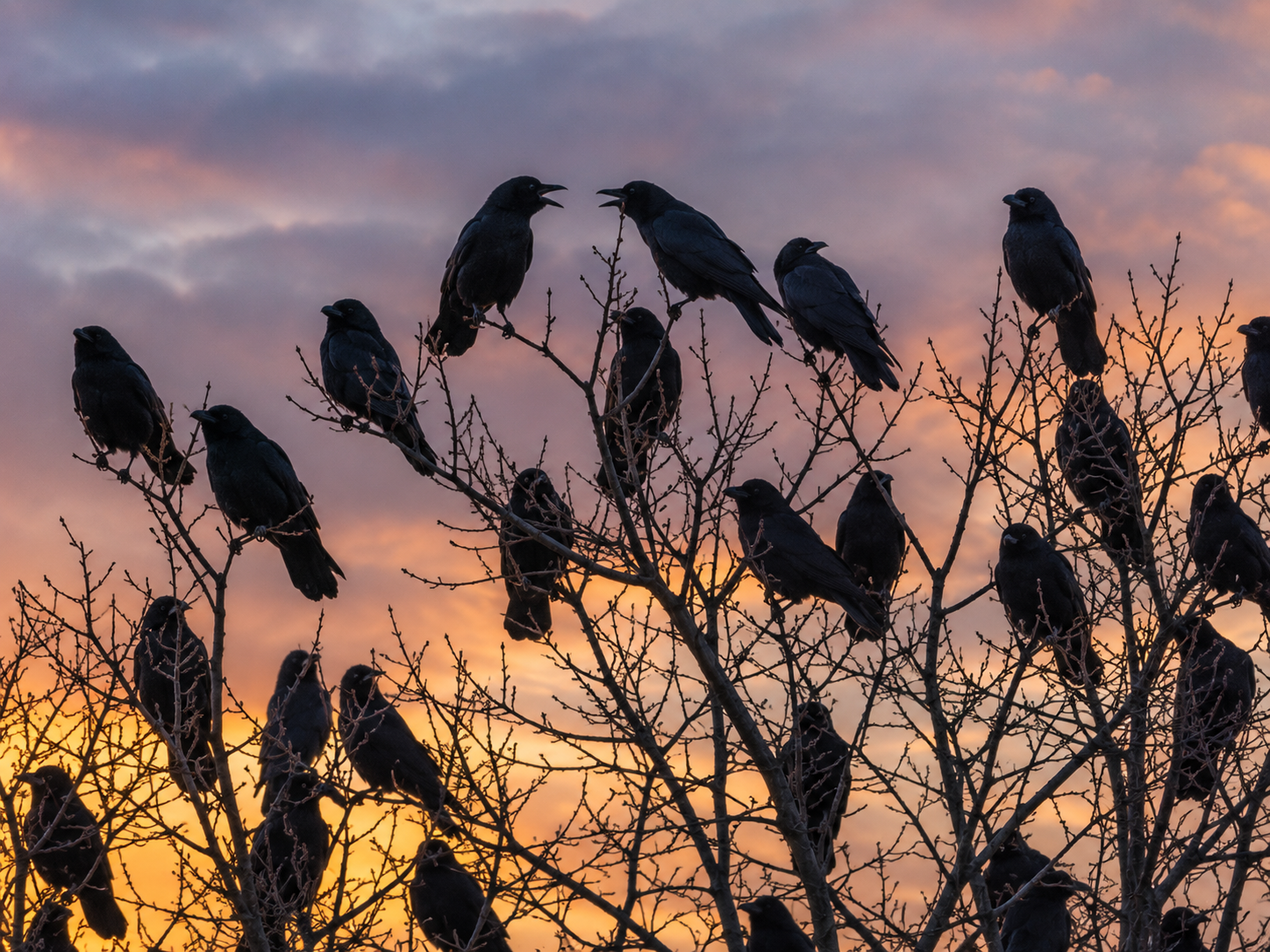 Several American crows interact with one another while perched together in a communal roost at dusk.