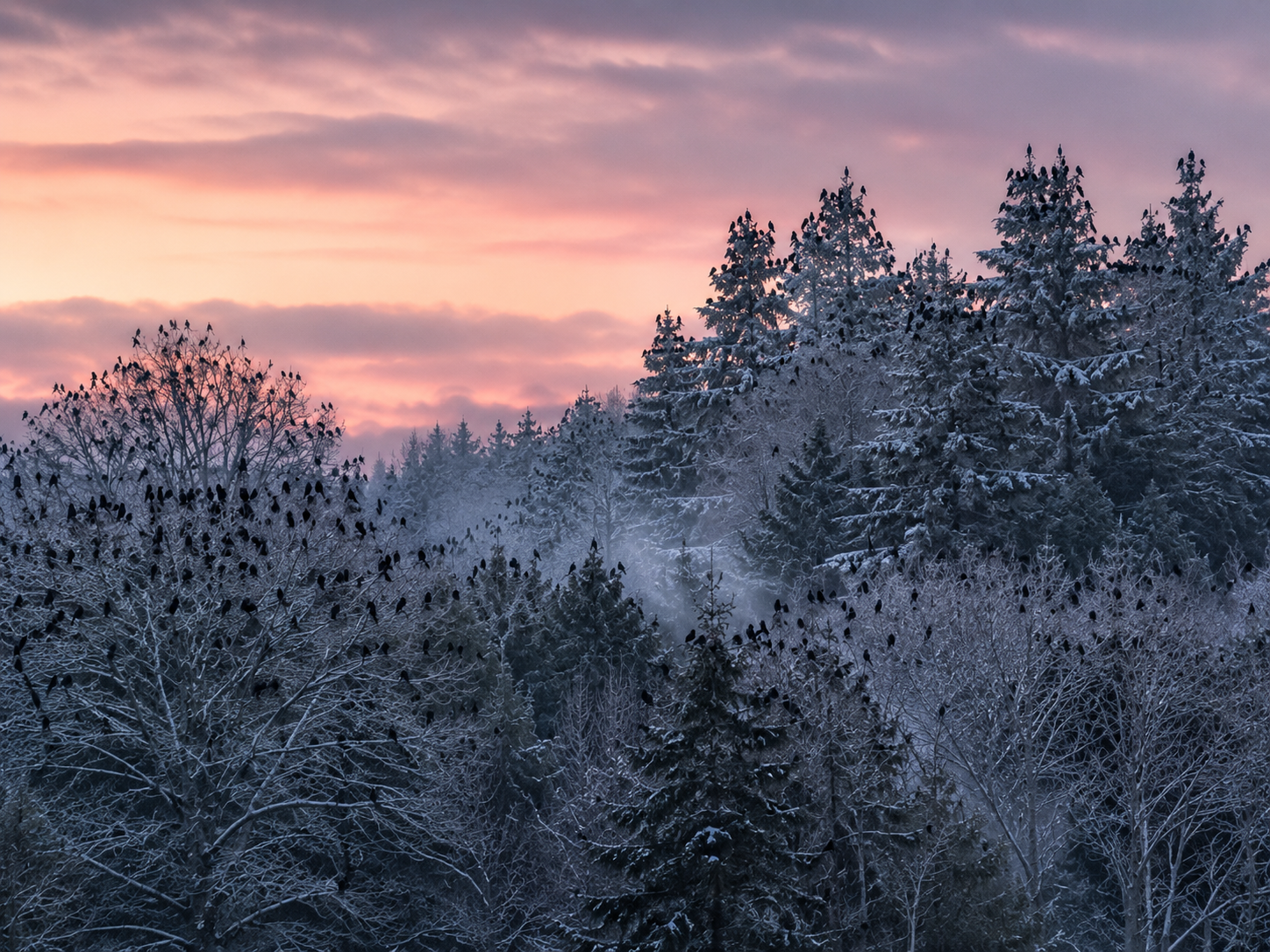 A large winter crow roost fills dense trees as the birds settle together on a cold evening.