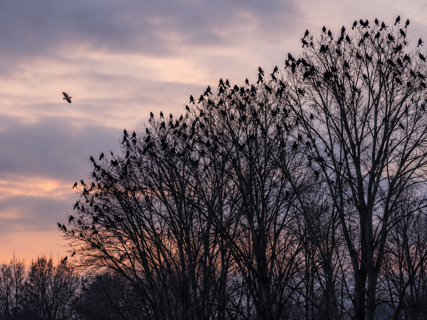 A large group of American crows rests together in trees while remaining alert to a distant bird of prey.