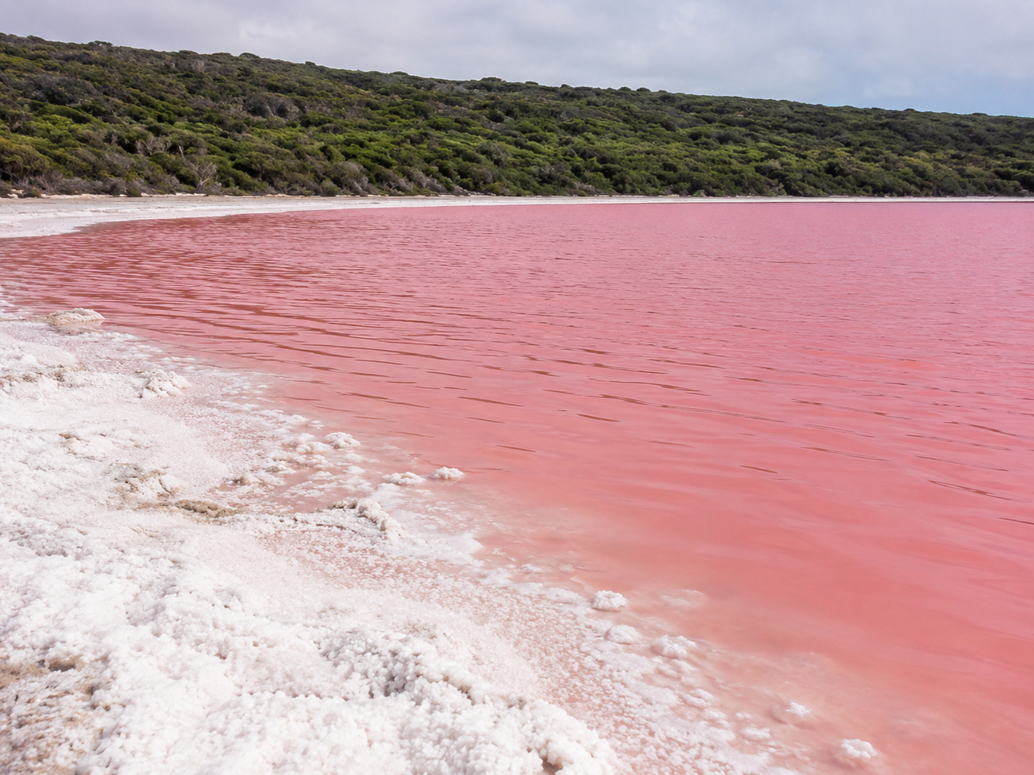 Pink Lake Hillier is seen from the shoreline with white salt deposits around the edge.