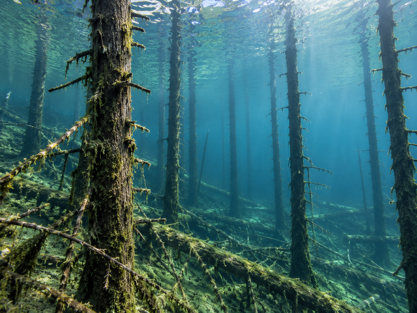 Preserved spruce trunks and branches remain underwater in the cold, clear water of Lake Kaindy.